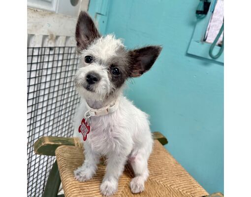 Bothell, WA - Shih Tzu/Jack Russell Terrier. Meet Lamb Chop a Pet for Adoption - AdoptaPet.com