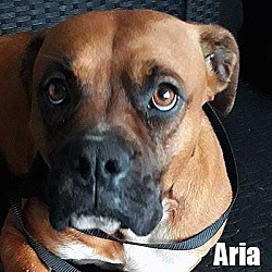 Photo of Aria