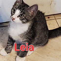 Photo of Leia