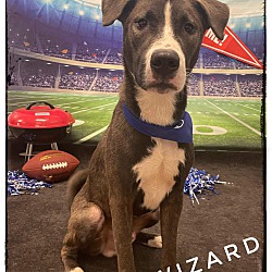 Photo of WIZARD
