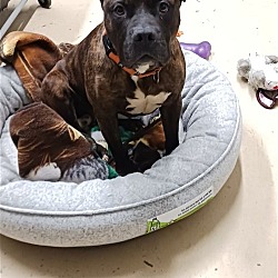 Photo of Coco (Dog)