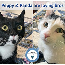 Thumbnail photo of Panda & Peppy #1