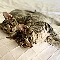 Photo of Kittens - Ray & Bud