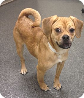 Lancaster Oh Pug Meet Nala A Pet For Adoption
