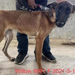 Photo of Willow 9891