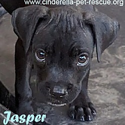 Thumbnail photo of Jasper D #4