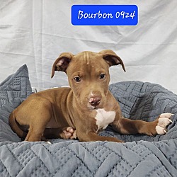 Thumbnail photo of BP Pup Bourbon #2