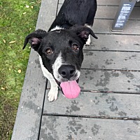 adopt a pet