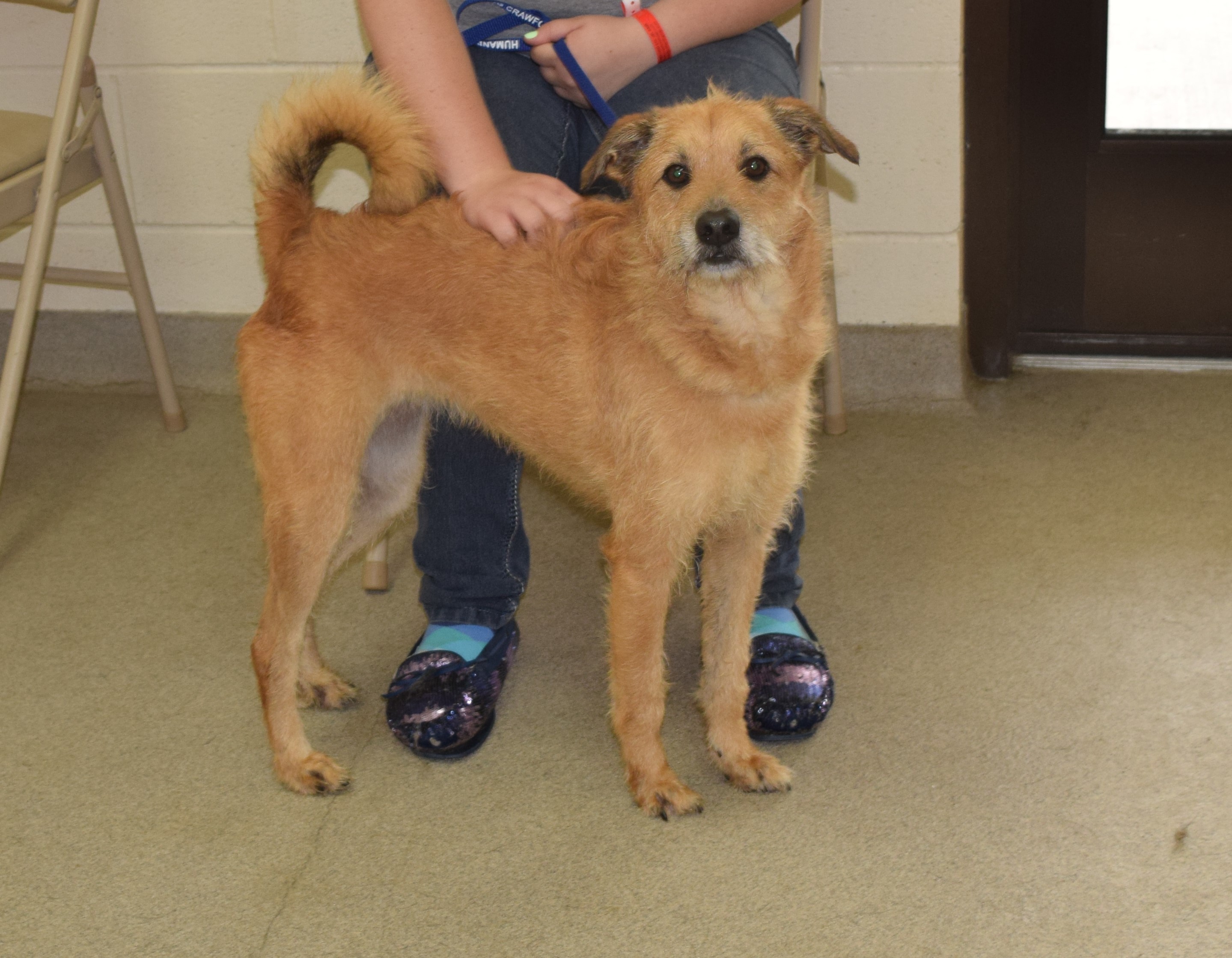 terriers with curly tails