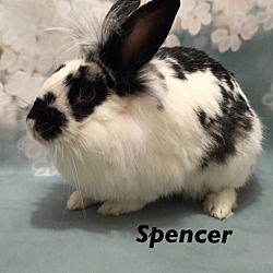 Thumbnail photo of Spencer #2
