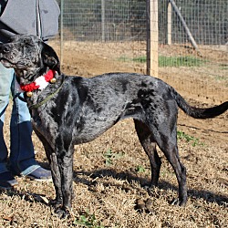 Thumbnail photo of Dixie Land Delight~adopted! #3