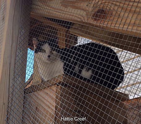 Virginia Beach Va Domestic Shorthair Meet Hattie Creef Barn