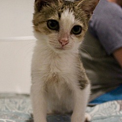 American Shorthair Kittens For Sale In Miami Florida Adoptapet Com
