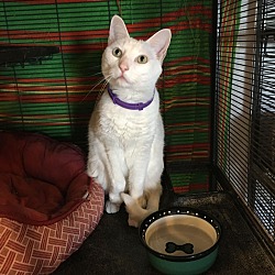 sams stray animal shelter - animal shelters open today