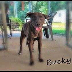 Thumbnail photo of Bucky #2