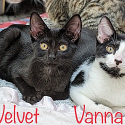 Thumbnail photo of Velvet #3