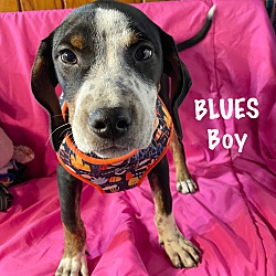 Photo of Blues (ka)