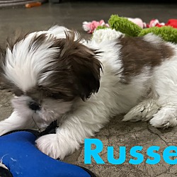 Thumbnail photo of Russell #2