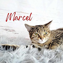Photo of Marcel
