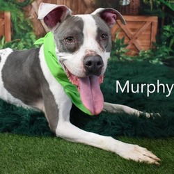 Thumbnail photo of Murphy #2