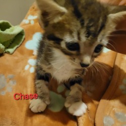 Thumbnail photo of Chase #2