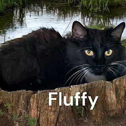 Thumbnail photo of Fluffy #2