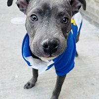 adopt a pet
