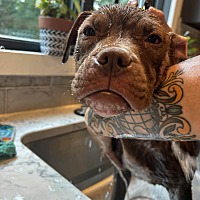 adopt a pet