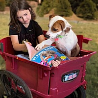 adopt a pet