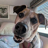 adopt a pet