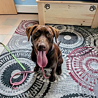 adopt a pet