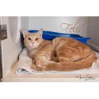 adopt-pet