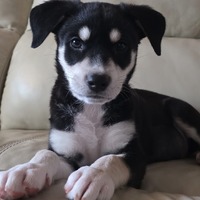 adopt-pet