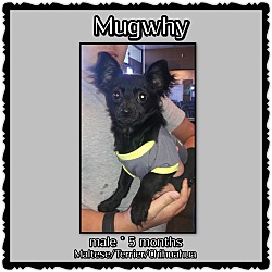 Thumbnail photo of Mugwhy #2