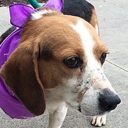 Thumbnail photo of Beagle Boy-Special Needs #1