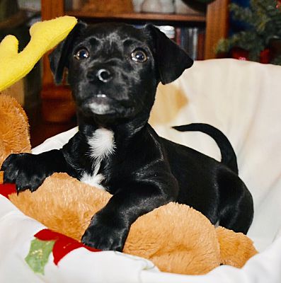 Charlotte Nc Dachshund Meet Larkin A Pet For Adoption