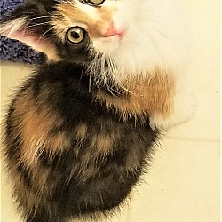 Thumbnail photo of ADOPTED!  Guinevere #1
