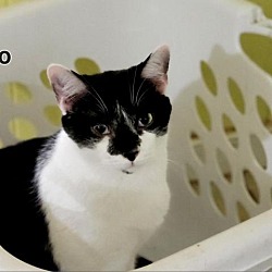 Photo of Dynamo
