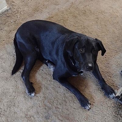 Emmett, ID - Labrador Retriever/Border Collie. Meet Hunter a Pet for ...