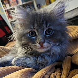 Photo of Lady Grey