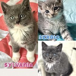 Photo of 3 fluffy kittens need homes