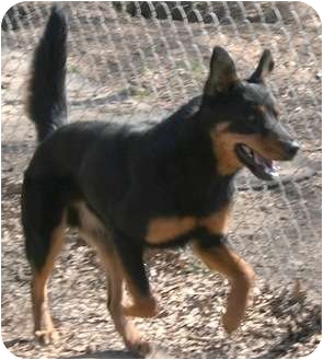 Tahlequah Ok Rottweiler Meet Ronnie A Pet For Adoption
