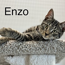 Thumbnail photo of Enzo "EJ" #1