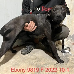 Photo of Ebony 9819