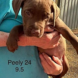 Photo of Peely  (P Litter 2024)