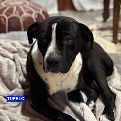 Thumbnail photo of TUPELO #1