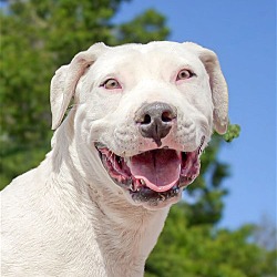 Photo of Fabulous Mr Frost ~ Talented DEAF Dogo Pup