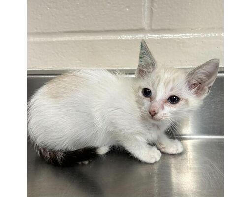 San Antonio, TX - Siamese/Mixed Breed (Medium). Meet Droplet a Pet for