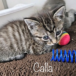 Thumbnail photo of Calla #4