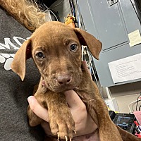 adopt a pet